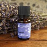 Lavendelöl, Lavandula Angustifolia, gewachsen und destilliert am Kaiserstuhl